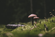 Moody Lightroom Presets - Landscapes, an Action Add-On by PhotoMarket (Thumbnail 24 of 35)
