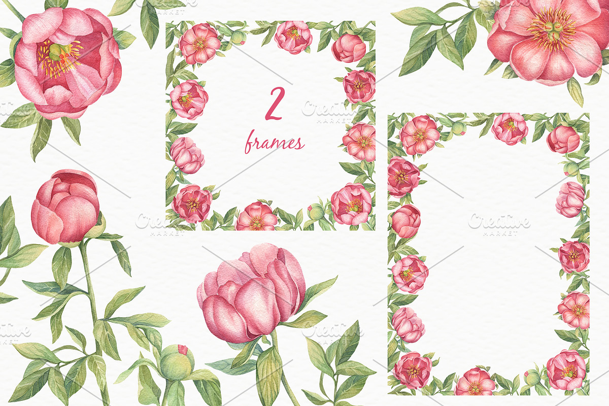 Pink Peonies - Watercolor Set, a Decorative Illustration by Irina Diasli (Photo 6 of 8)
