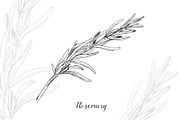Botanical Vector Illustrations, an Illustration by FoxyImage (Thumbnail 3 of 7)