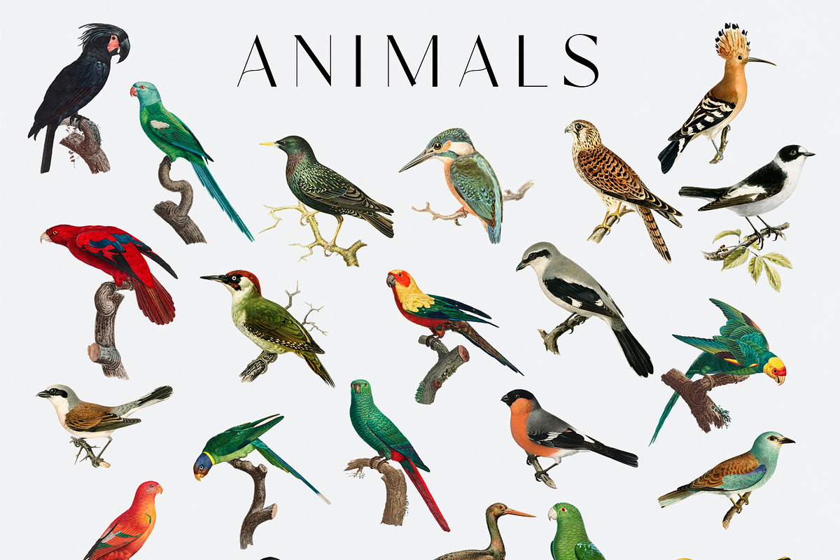 Sweven - Collage Creator, an Animal Illustration by SunnyAfternoons (Photo 5 of 16)