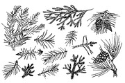 Hand drawn christmas needles., a Seasonal Illustration by Alena Kaz (Thumbnail 2 of 3)