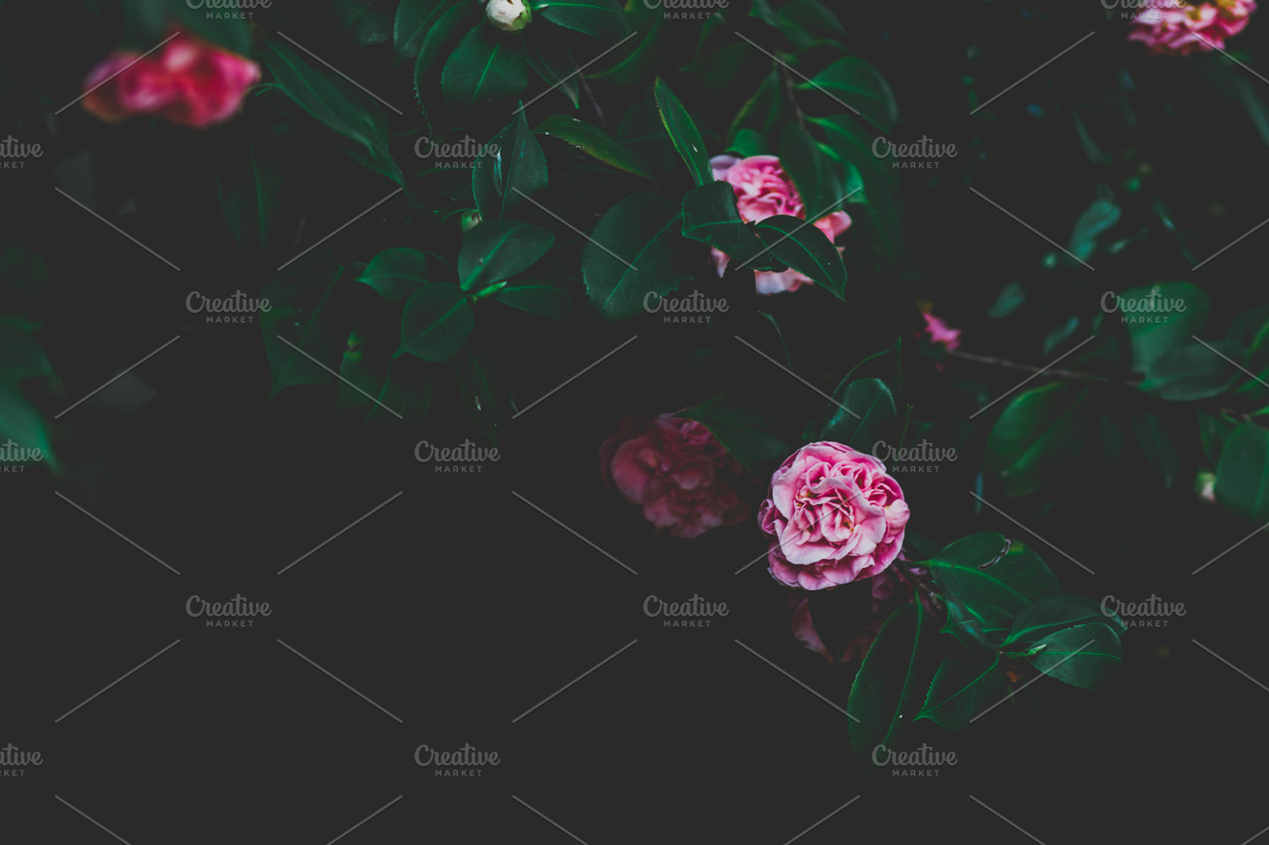 Pink Camelia Flower, a Nature Photo by René Jordaan Photography