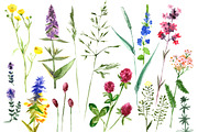 Watercolor herbs and flowers, a Decorative Illustration by handsketched (Thumbnail 2 of 3)