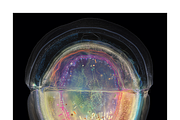 Soma Co. Biomorphic Solargrams, an Education Illustration by milatovar (Thumbnail 13 of 19)