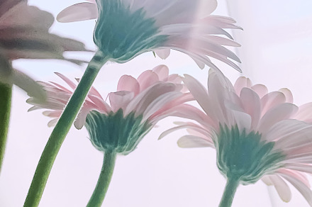 Bouquet of pink gerbera daisy flowers, floral gift, a Nature Photo by Anneleven