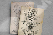 Complete Natural History of Reptiles, an Animal Illustration by Dene Studios (Thumbnail 6 of 11)