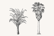Palm Tree Vector Illustration Bundle, an Illustration by Kusumaillustration (Thumbnail 7 of 15)