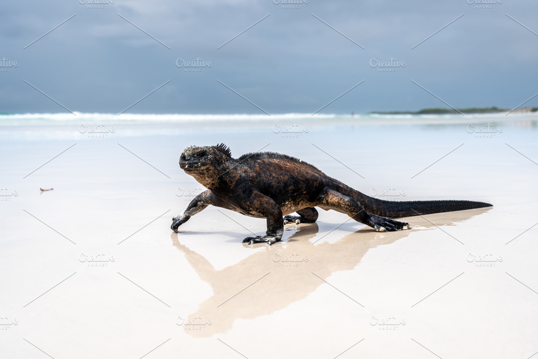 Marine iguana basking on Tortuga Bay beach, Galapagos, Ecuador, a Photo by GoodGoods