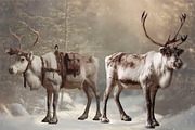 Reindeer PNG Overlays, an Object Graphic by Wild Honey Design Co. (Thumbnail 7 of 7)