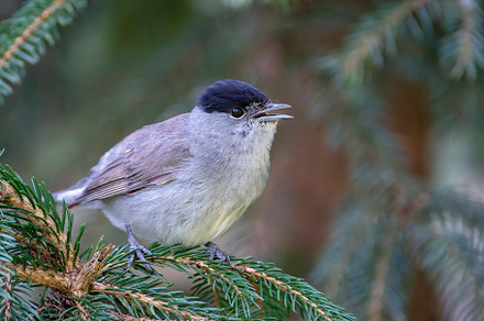 Male blackcap singing on a pine tree., an Animal Photo by CreativePhotoSpain