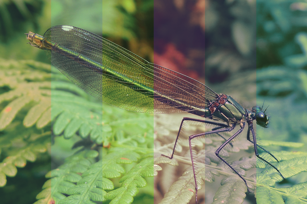 Essential Gradient Filters, a Gradient Add-On by isc (Photo 2 of 2)