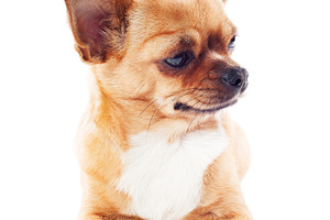 Red chihuahua dog