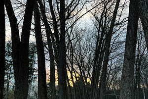 Serene forest path surrounded by tall trees during a peaceful sunset, a Photo by AS photostudio