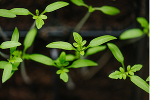 Sowing vegetable seeds indoors for, a Nature Photo by HalfPoint