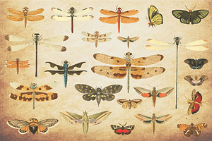 Insect Vector Graphics Bundle