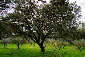 Wide view of olive trees and cork oaks near Fatima, Portugal under cloudy skies, a Photo by AS photostudio