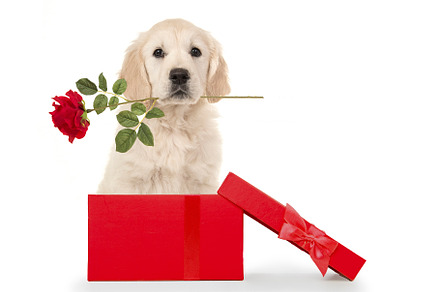 Valentine Golden retriever puppy, an Animal Photo by Elles Rijsdijk