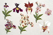 Hand drawn vector orchids, a Decorative Illustration by FleurArt (Thumbnail 2 of 11)