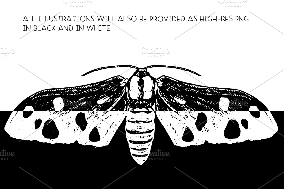 Moths - vector illustration set, an Animal Illustration by Renée from Studio neetje (Photo 5 of 5)