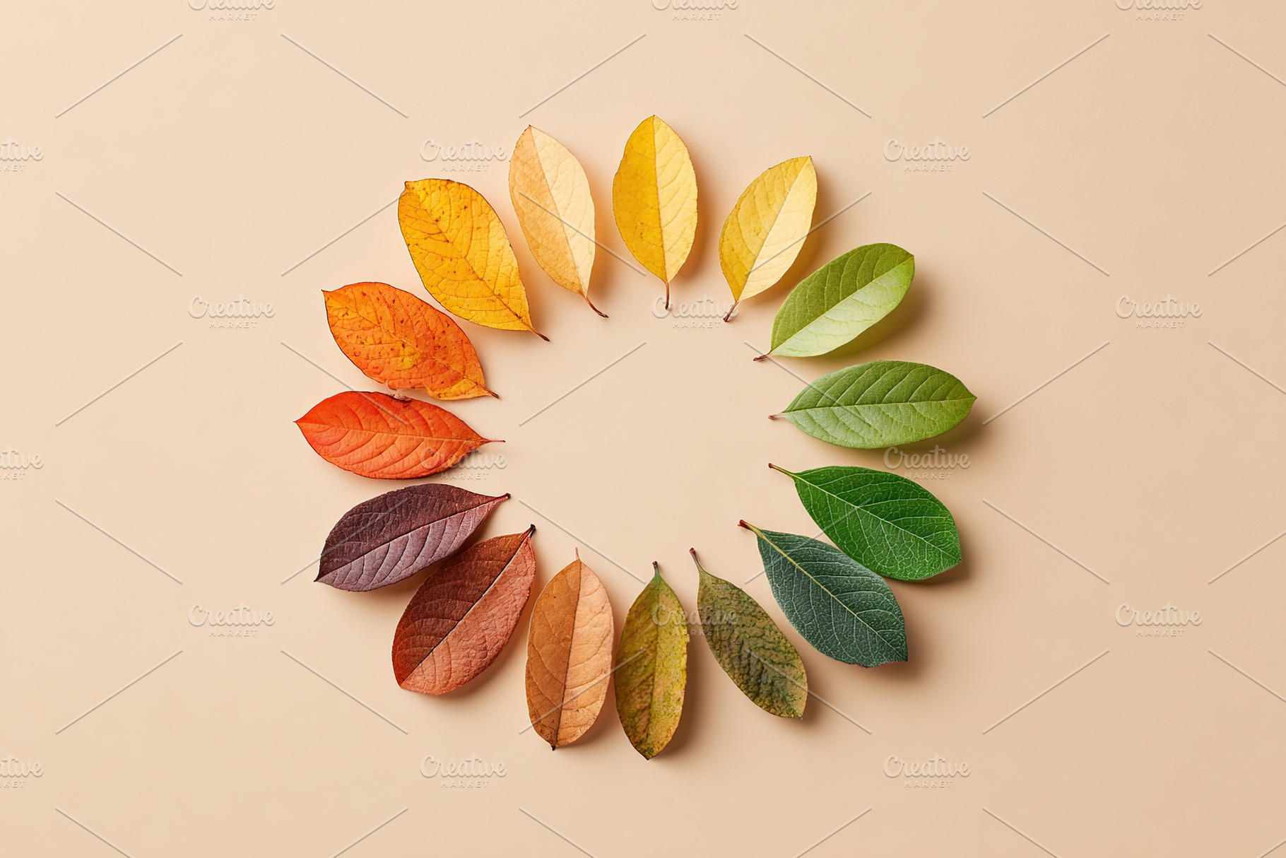 Color palette mockup showcasing an arrangement of vibrant leaves in circular de, a Nature Photo by AlyaAnd