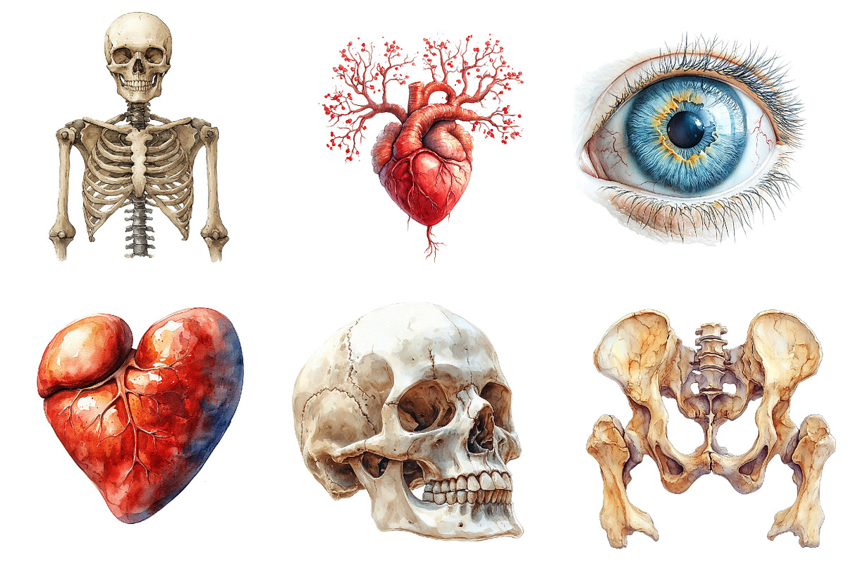Human Anatomy, Medical Clipart,, an Illustration by CreationArt (Photo 5 of 5)