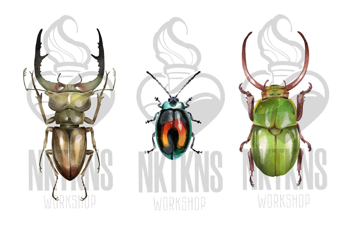 Watercolor Clipart Beetle Insect art, a Decorative Illustration by NKTKNS (Photo 4 of 7)