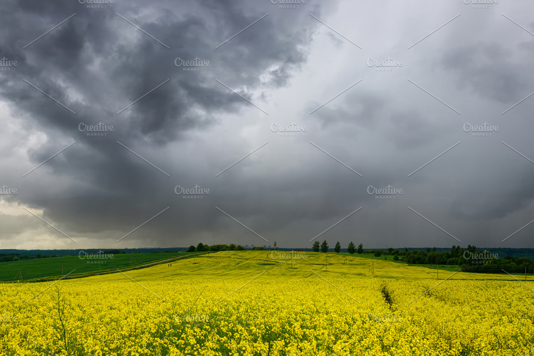 Yellow rapeseed field with a pathway through the blooming flower, a Nature Photo by Eugene_Photo