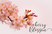 Berlinsa Script Font - Update!, a Script Font by FadeLine Studio (Thumbnail 5 of 6)