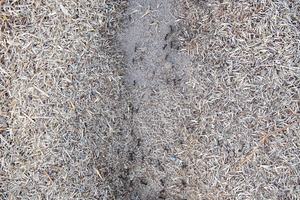 Ants anthill on sandy soil surface, an Animal Photo by DanFLCreativo