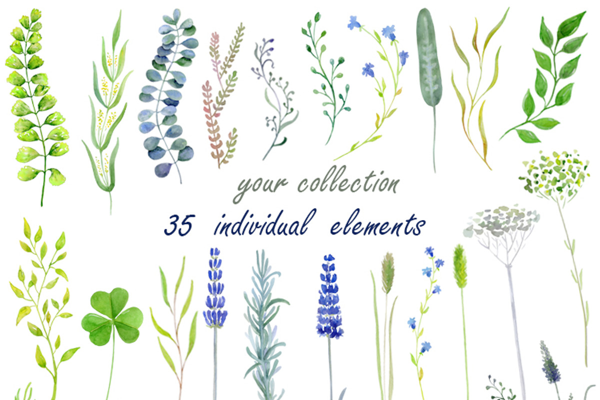 Warecolour clipart Wild herbs, a Healthcare Illustration by AqwaColor (Photo 2 of 4)