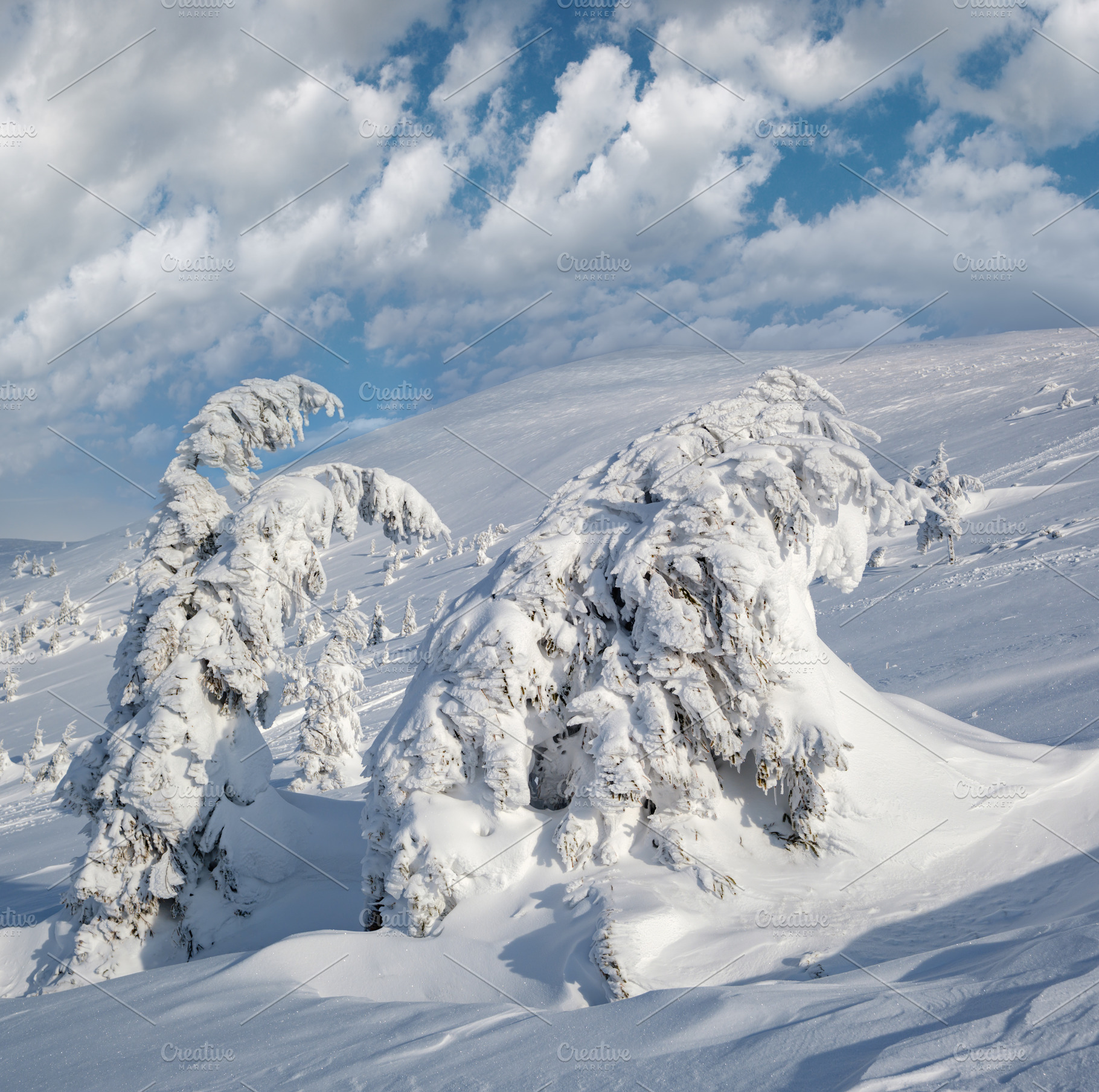 Snow covered fir trees on snowy mountain plateau, tops with snow, a Nature Photo by YuriyB