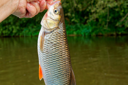 Fisherman's hand holding chub