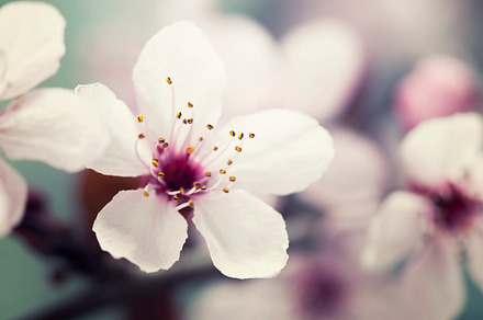 Spring blossom stock photo containing april and art, a Nature Photo by Natalia Klenova's Shop