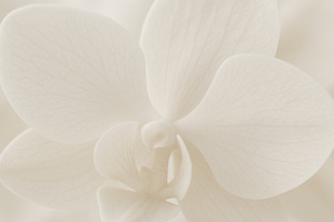 Orchid flower close-up with delicate petals in cloud dancer colo, a Photo by Dvoevnore photos