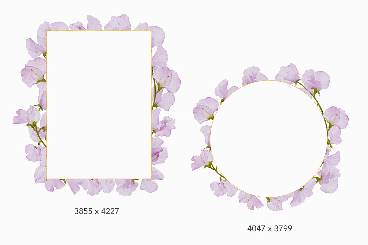 30% Off - Sweet Pea Watercolor, an Object Graphic by bloomscape (Photo 6 of 13)