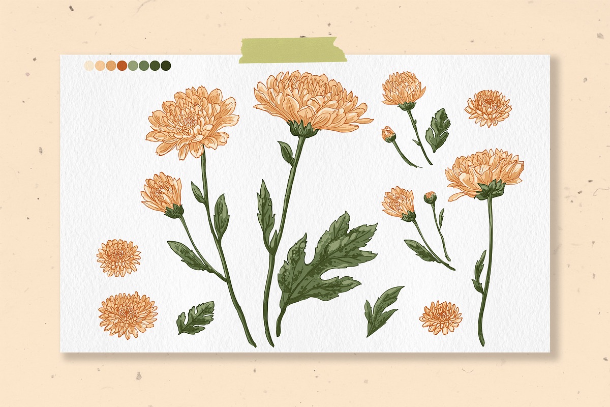 Flowers. Chrysanthemums, an Illustration by irina.vaneeva (Photo 5 of 8)