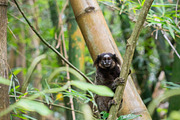 Brazilian Marmoset in the Forest, an Animal Photo by HiLine (Thumbnail 2 of 11)