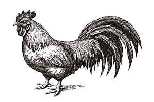Vintage Rooster Engraving, an Animal Illustration by LadadikArt