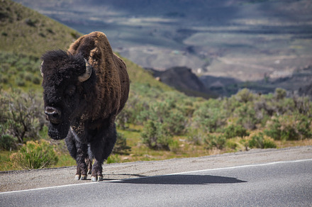 Bighorn Uwe In Yellowstone preview 4