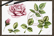 Vintage Roses Illustration, a Decorative Illustration by DioFlow (Thumbnail 5 of 5)