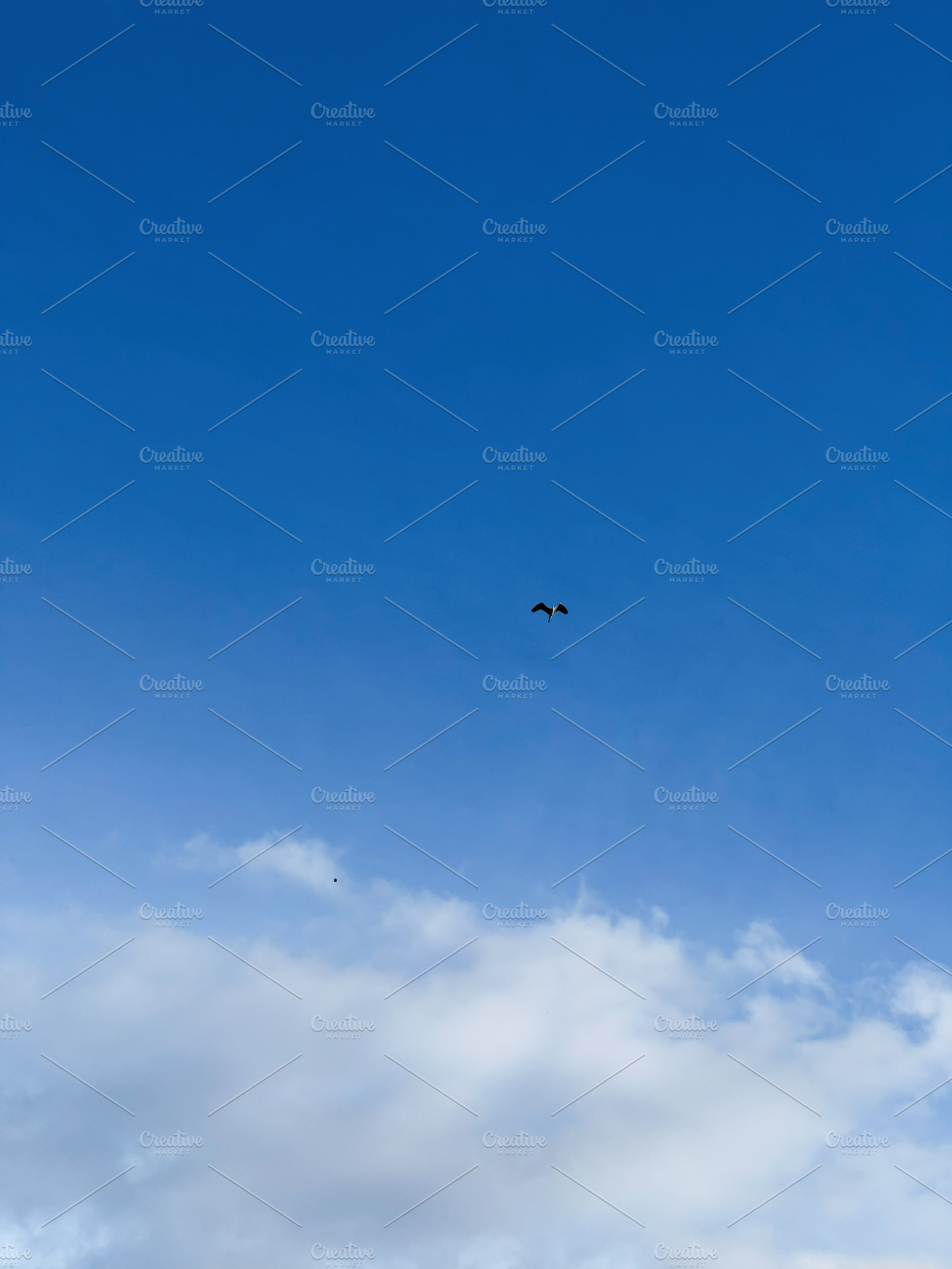 Bird flying beneath a blue sky with spread-out clouds, a Photo by AS photostudio