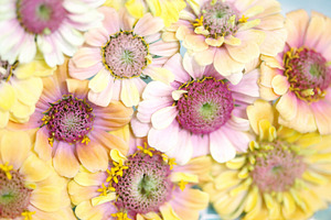 Floret Unicorn Zinnias