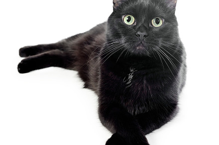 Black cat lies on a white background, an Animal Photo by FedotovAnatoly
