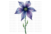 Monkshood Blooms, a Decorative Illustration by Bloom Craft Creations (Thumbnail 1 of 12)
