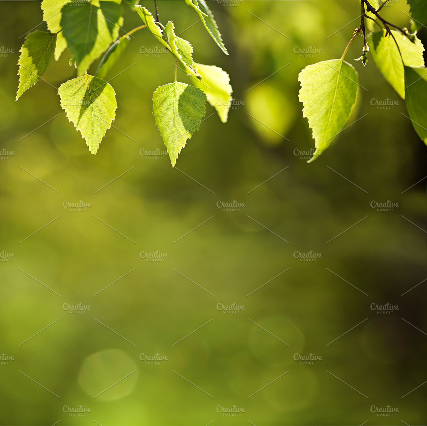 Sunny Spring Green Leaves Background