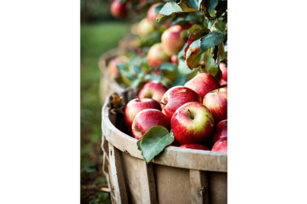 apple harvest in the garden, a Food Illustration by yanadjana