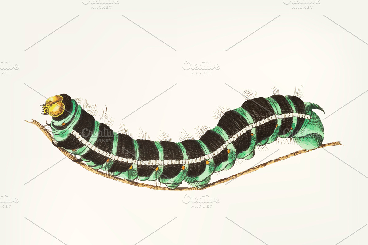 Hand drawn of caterpillar, an Animal Illustration by rawpixel