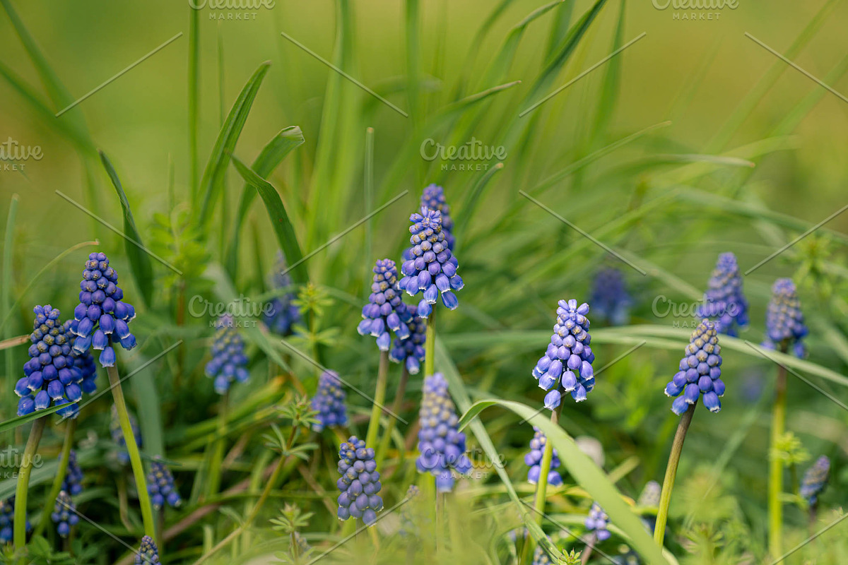 Spring Flower Garden Photo Bundle, a Nature Photo by Silent Nature (Photo 6 of 6)