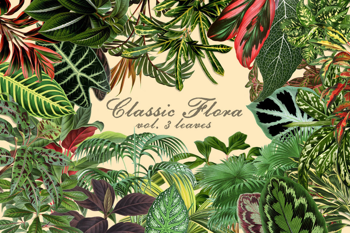 Vintage Illustrations - Leaves, an Illustration by BlackBird Foundry (Photo 1 of 4)