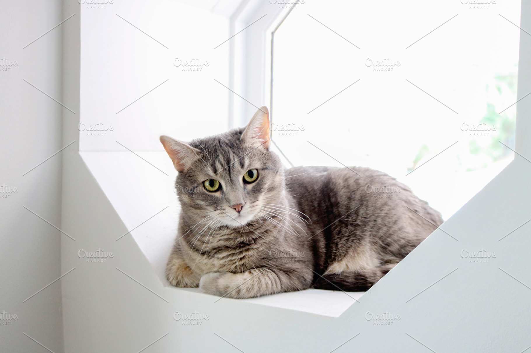 Cat Sitting in Sunlit Window, an Animal Photo by Juliet Meeks Design